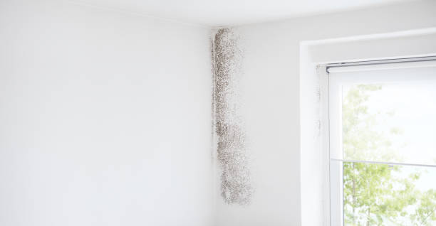 Best Biohazard Mold Removal  in Hayti, PA