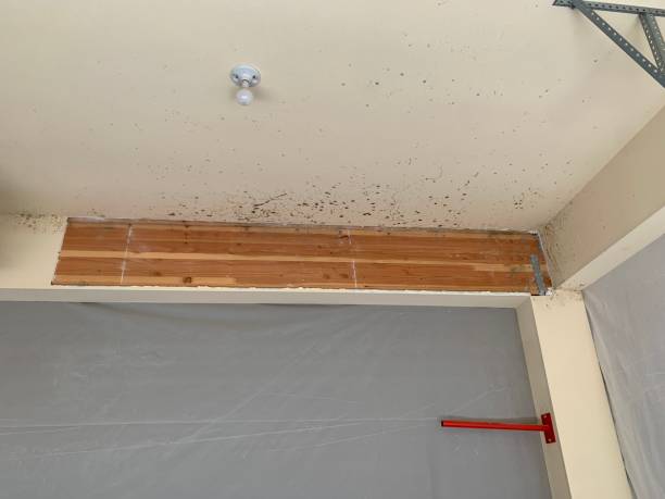 Best Basement Mold Removal  in Hayti, PA